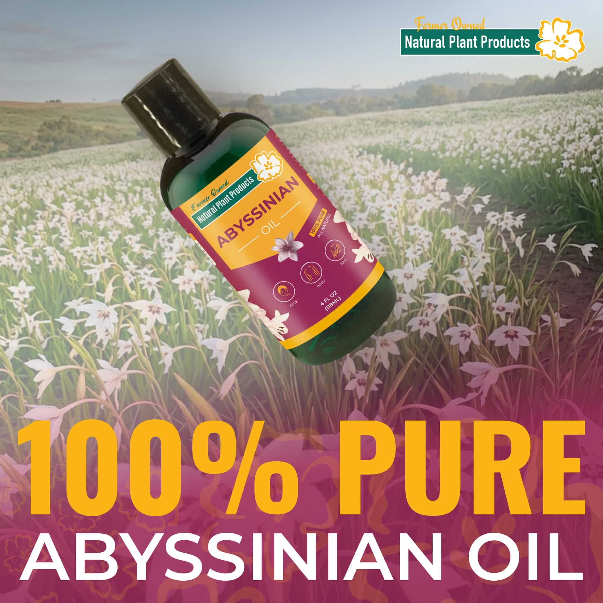 Abyssinian Oil - 이미지 2