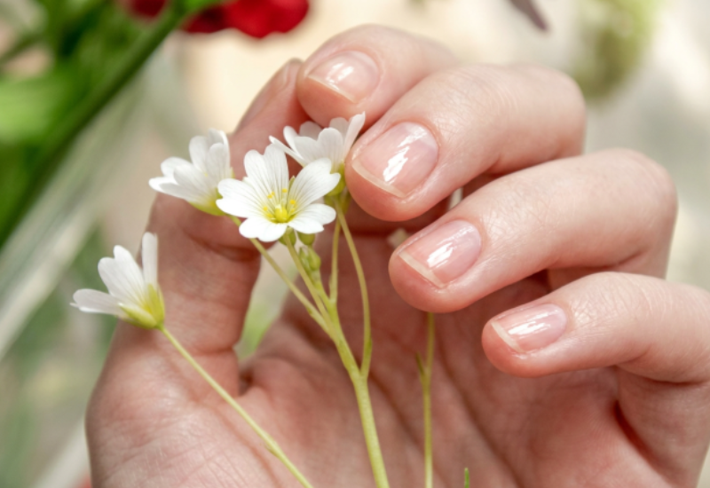 Sustainable Oregon Willamette Valley meadowfoam flower, source of natural botanical ingredients for moisturizing nail and cuticle oil