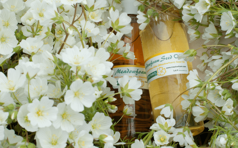 Natural Plant Products Meadowfoam Seed Oil and botanical hair oil bottles nestled among white meadowfoam flowers, Oregon grown natural hair care ingredients for frizz control and silky shine