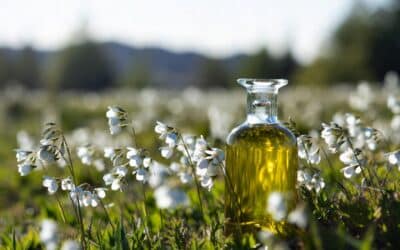 Best Oil for Soft Skin: Meadowfoam vs Abyssinian Explained
