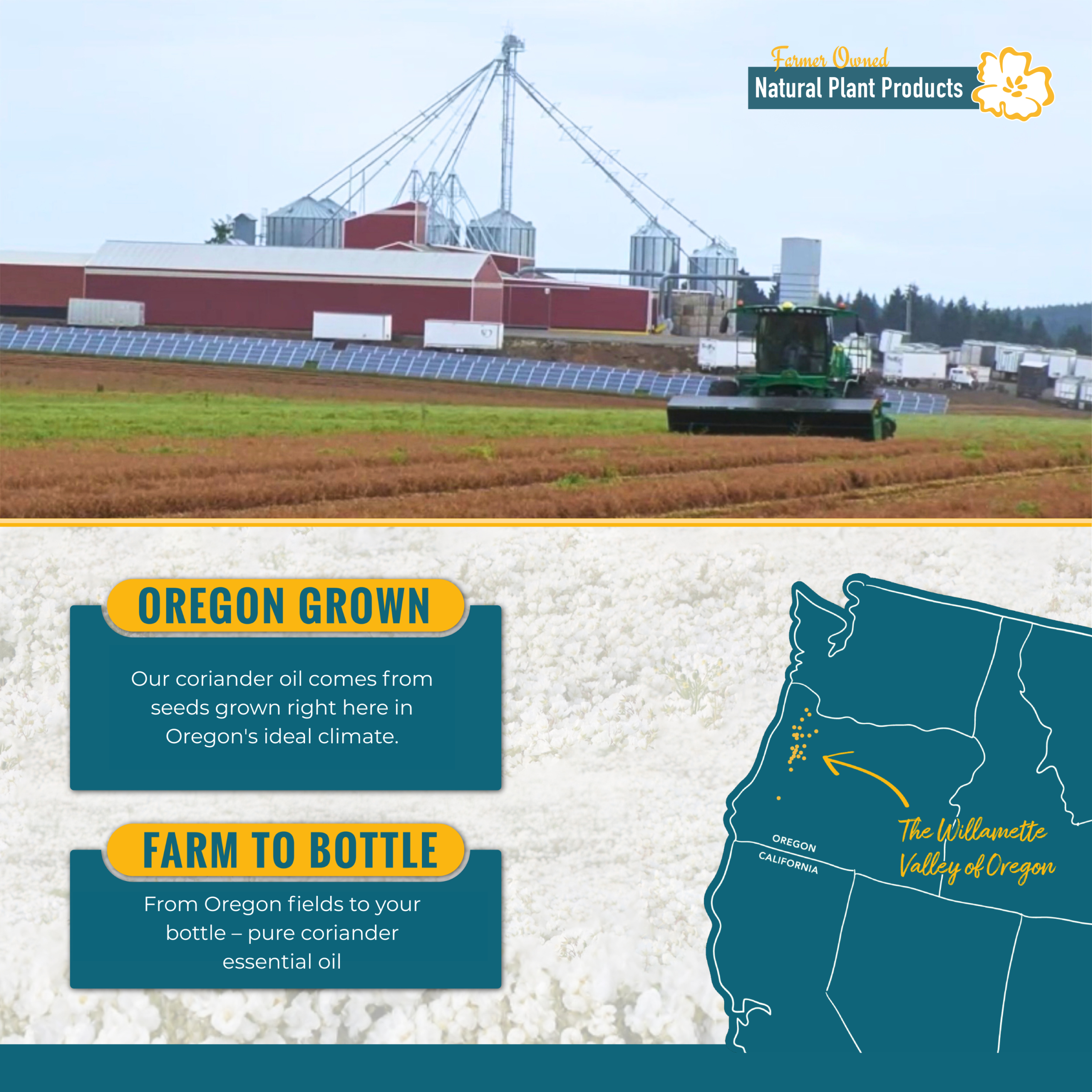 Oregon Coriander Oil – Image 6