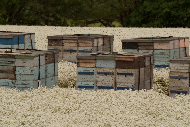 Alt Text: Colorful wooden beehives placed in a vast blooming white meadowfoam flower field in Oregon's Willamette Valley, supporting local bees and raw farmer-owned Meadowfoam Honey production