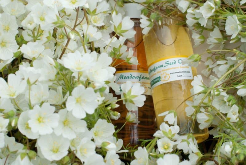 Meadowfoam seed oil bottles nestled in fresh white meadowfoam flowers, pure botanical oil from Oregon farmer-owned fields for natural oil cleanser, gentle skincare, and soft hydrated skin