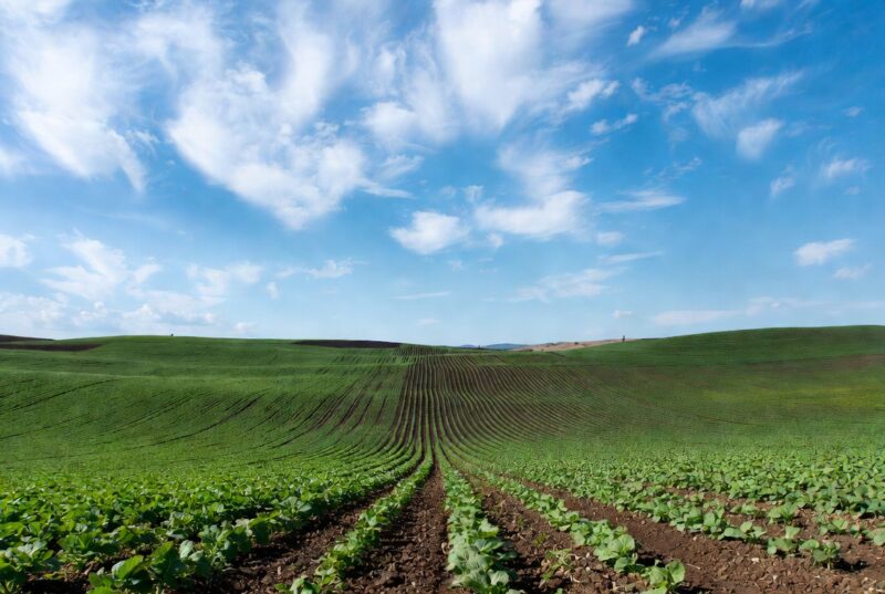 Lush green sustainable daikon radish farm fields in Oregon Willamette Valley under blue sky, source of pure daikon seed extract natural hair moisturizer