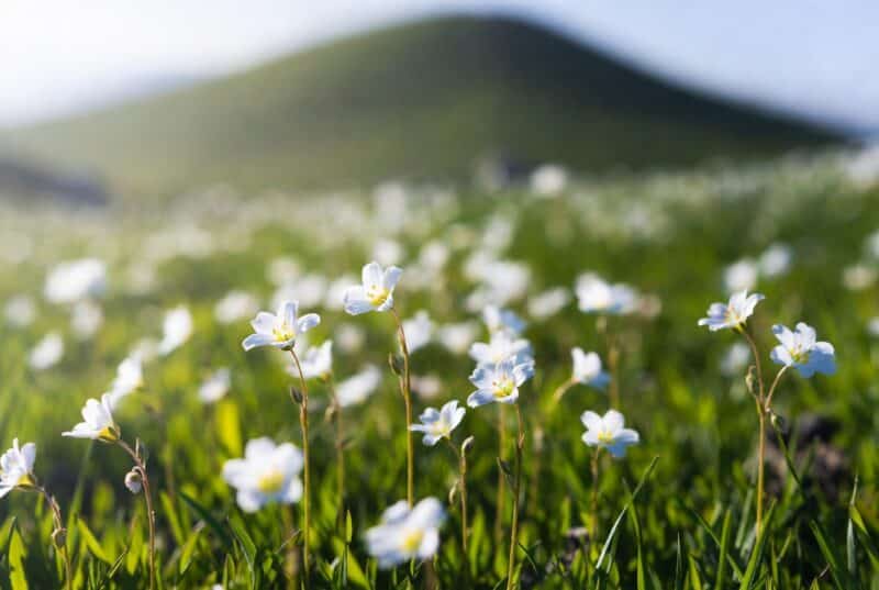 Soft white meadowfoam flowers growing in a lush green Oregon Willamette Valley field under natural sunlight, source of pure meadowfoam seed oil for soft skin