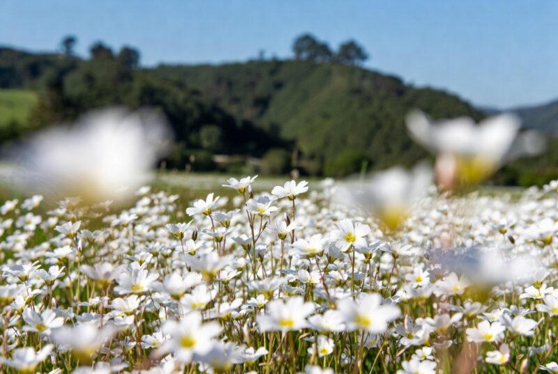 Blooming white meadowfoam flowers in sustainable Oregon Willamette Valley farm field, source of natural meadowfoam seed oil for lip care and skincare