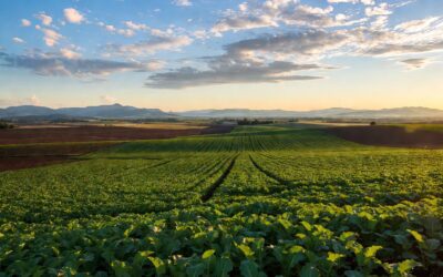 Is Daikon Seed Extract the Best Natural Skin Moisturizer?