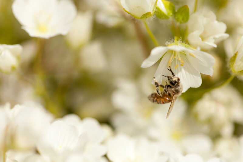Close-up of a honey bee collecting nectar from delicate white meadowfoam flowers in Oregon, highlighting natural pollination for pure raw Oregon Meadowfoam Honey from Willamette Valley