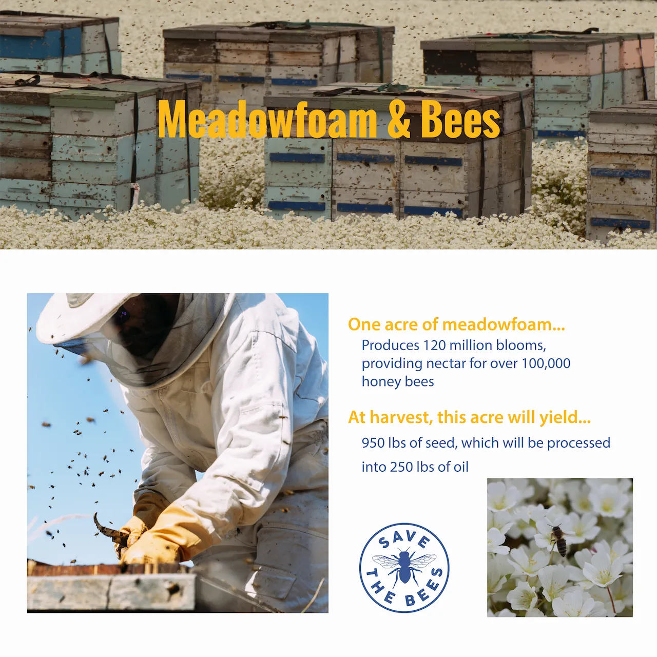 Meadowfoam CP - Gallery 6