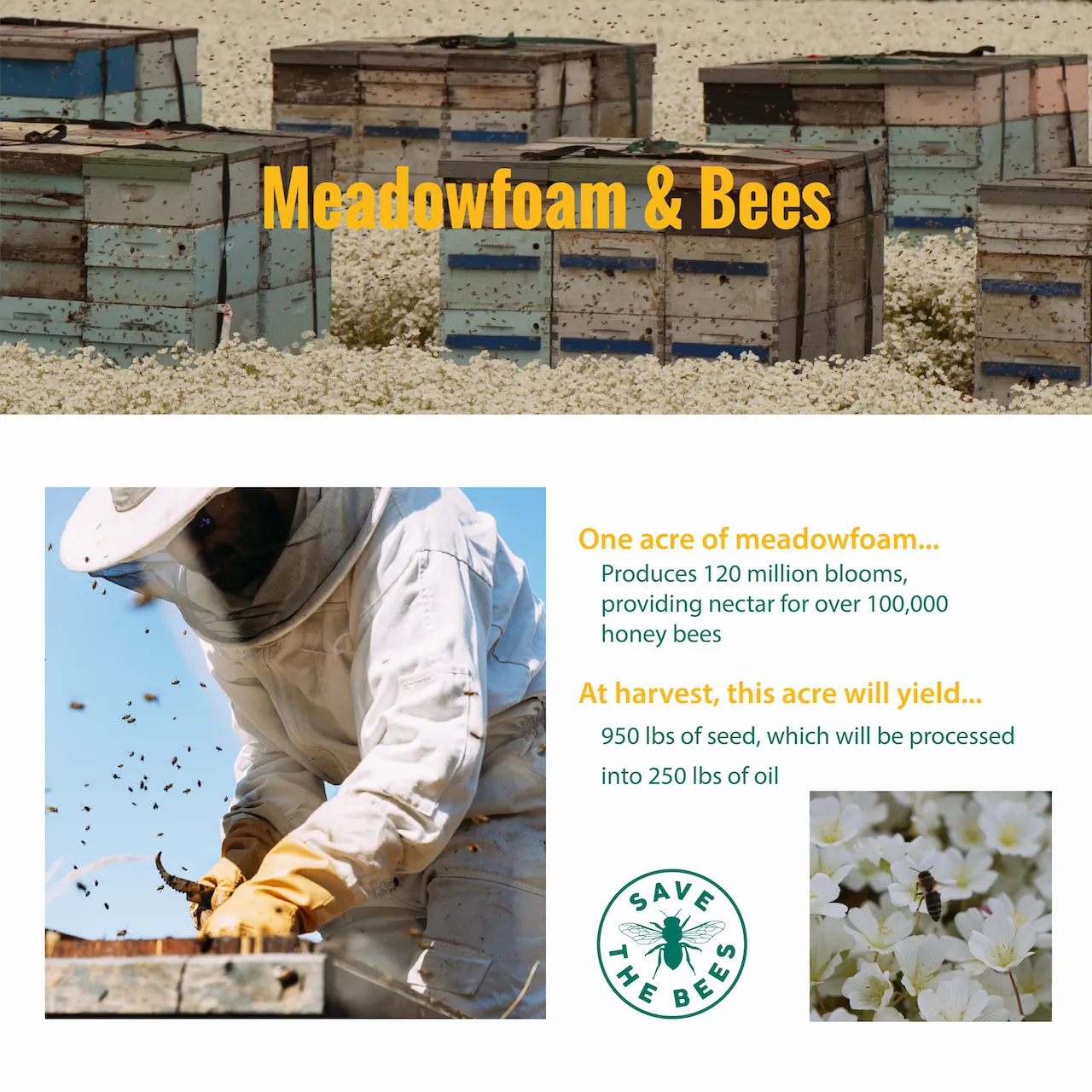 Meadowfoam XPR - Gallery 6