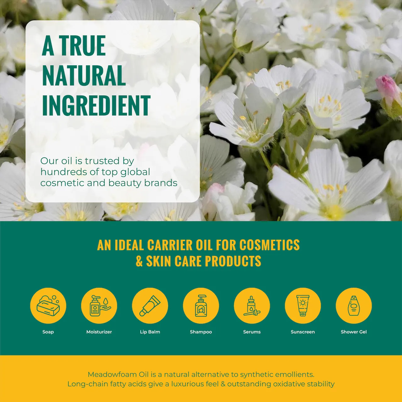 Meadowfoam XPR - Gallery 8