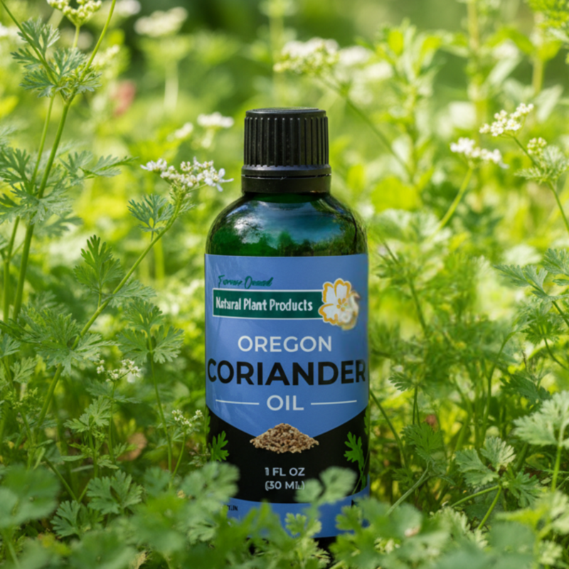 Oregon Coriander Oil bottle from Natural Plant Products surrounded by fresh green coriander plants and white flowers in a sustainable Oregon farm setting, farmer-owned natural hair oil for frizz control