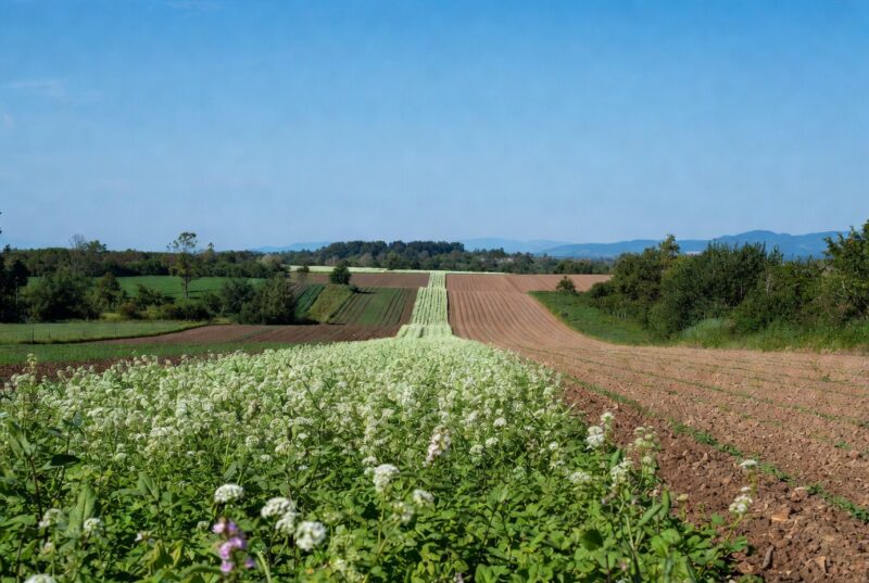 Lush sustainable farm fields in Oregon's Willamette Valley showing coriander and wildflower crops under blue sky, source of Natural Plant Products Oregon Coriander Oil for natural hair care