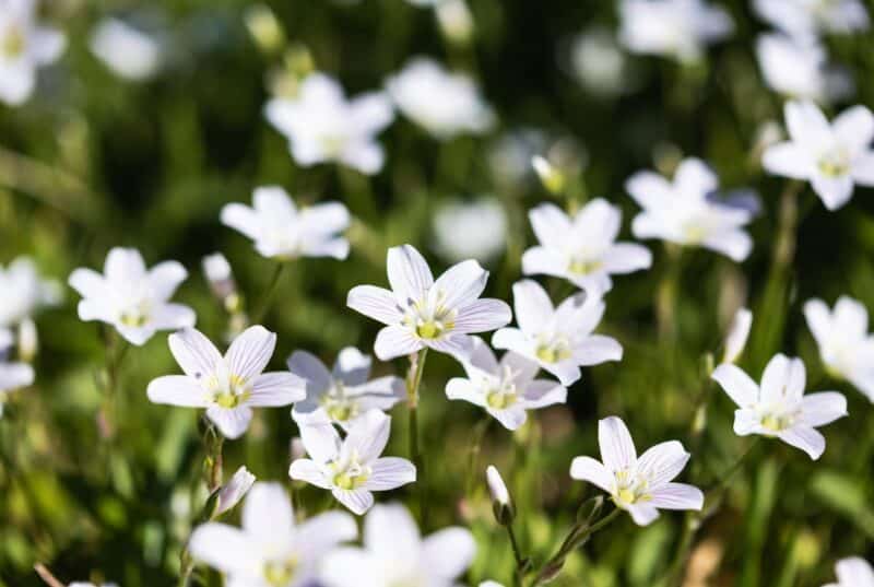 Blooming white meadowfoam flowers in sunny Oregon Willamette Valley field, source of natural meadowfoam seed oil for hair care and skincare