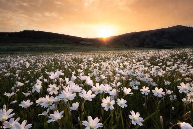 Beautiful blooming white meadowfoam flowers in an Oregon Willamette Valley field at golden hour sunset, sustainable farm in background, natural source of meadowfoam seed oil for hair and skin hydration