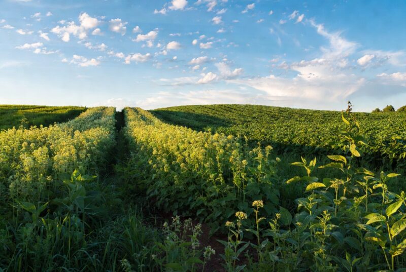 Lush sustainable farming fields in Oregon Willamette Valley growing botanical crops for Natural Plant Products Abyssinian oil and natural hair oils