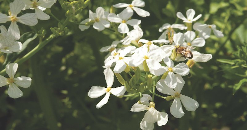 Daikon Blooms with bee