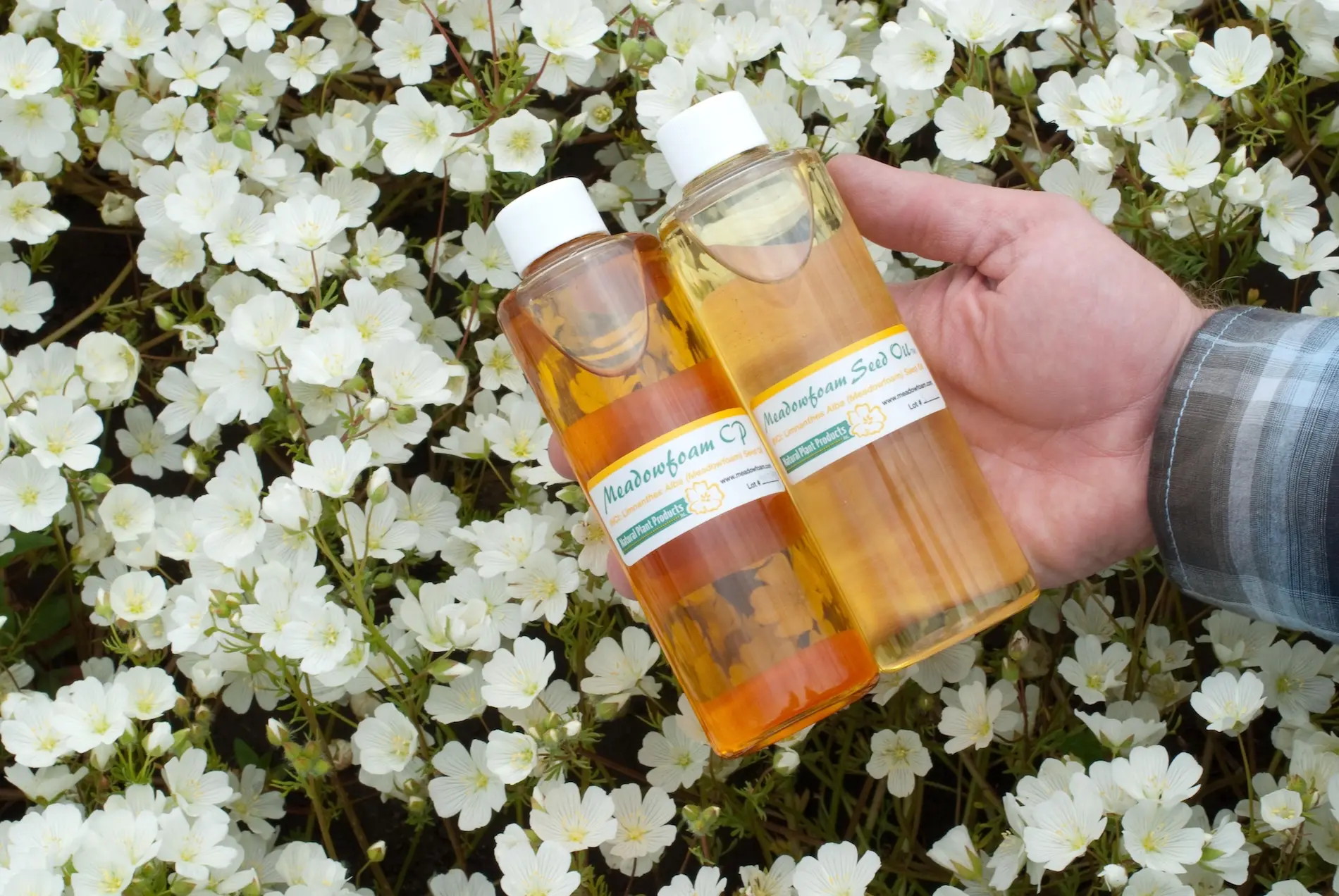 Two bottles of meadowfoam seed oil products being held over a bed of white meadowfoam flowers