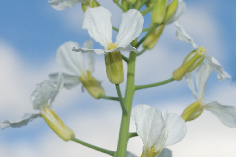 Daikon Waterless Cleansing Balm