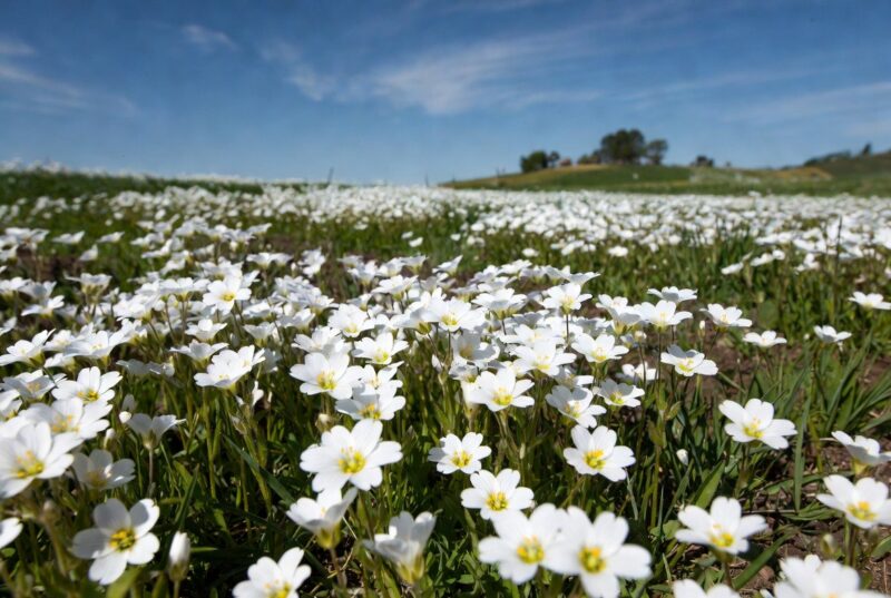 Pure white meadowfoam flowers blooming in a sunny Oregon Willamette Valley farm field, sustainable source of meadowfoam seed oil for natural hair and skin care