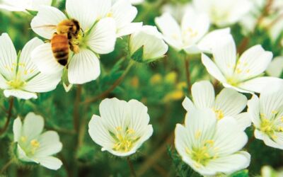 Meadowfoam: The LITTLE flower that’s a BIG deal