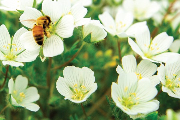 Two people inspecting meadowfoam flowers in a field to assess plant growth and seed quality