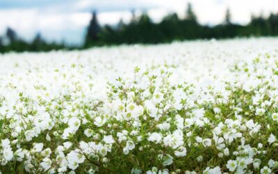 What Matters: Intentional Botanical Crop Production