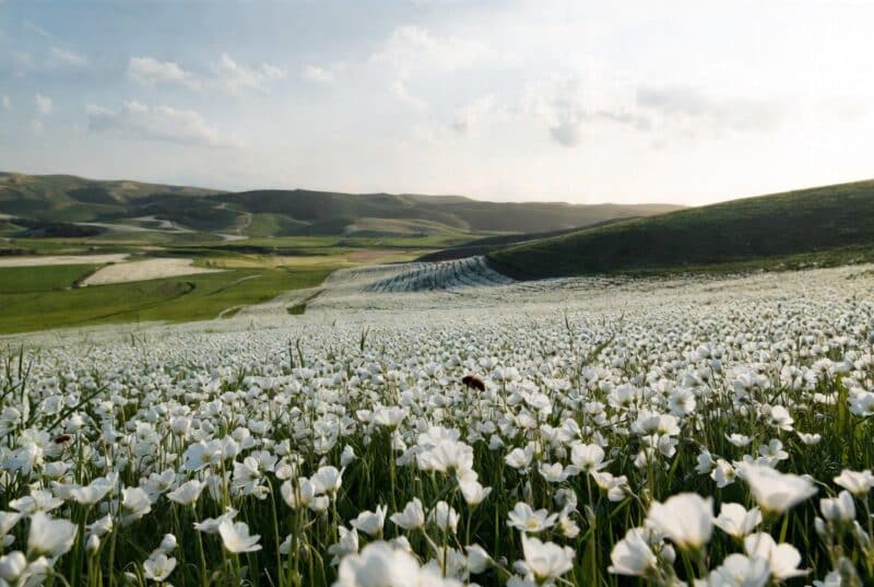 Vast field of white meadowfoam flowers in full bloom across Oregon Willamette Valley green rolling hills under soft spring sunlight sustainable farmer-owned honey source landscape