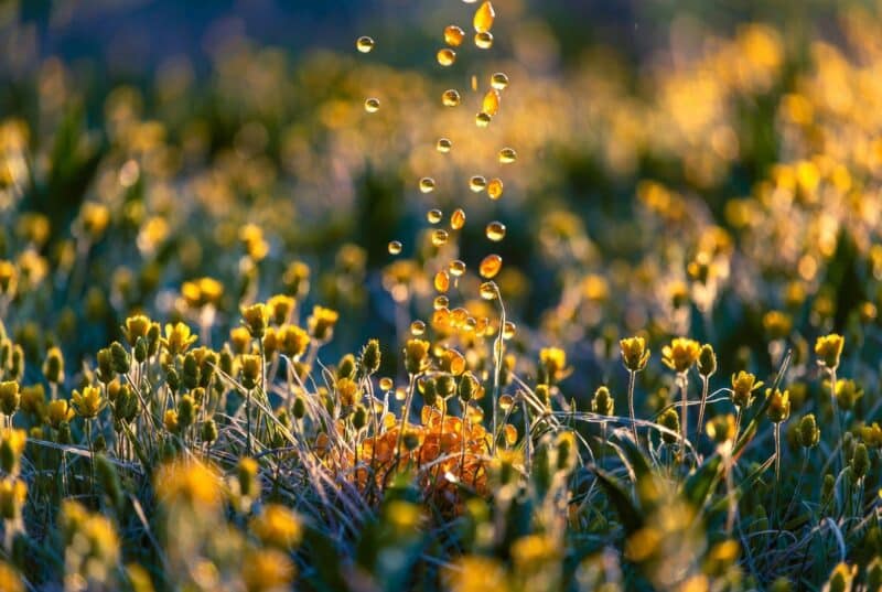 Natural golden carrier oil droplets falling over blooming meadowfoam flowers in Oregon field, representing pure botanical hair oils for hydration and shine