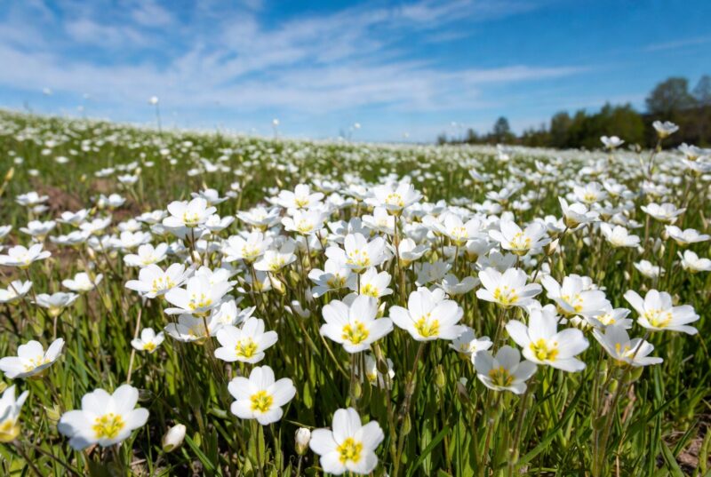 Blooming white meadowfoam flowers in sustainable Oregon Willamette Valley farm field, source of premium meadowfoam seed oil for skincare and haircare