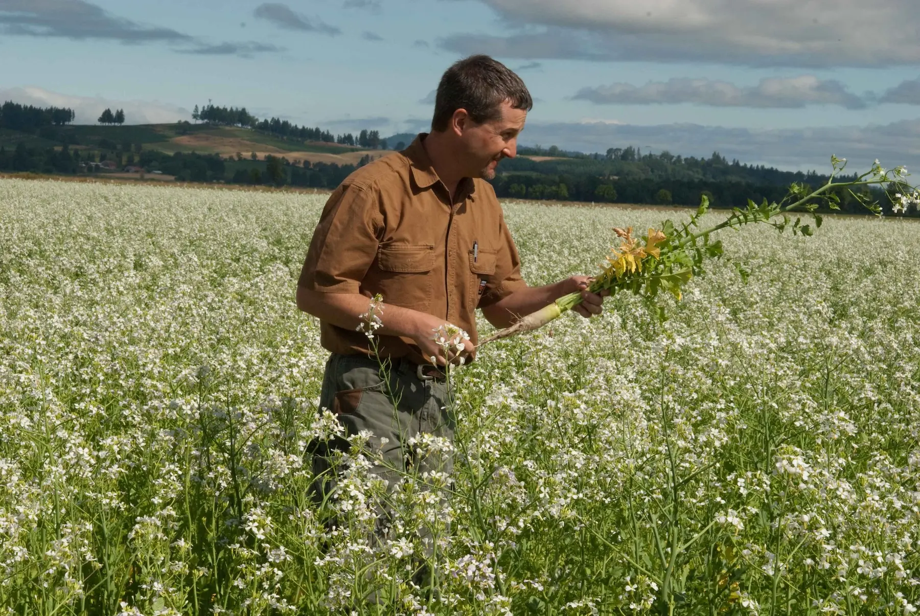 Meadowfoam employee in a farm