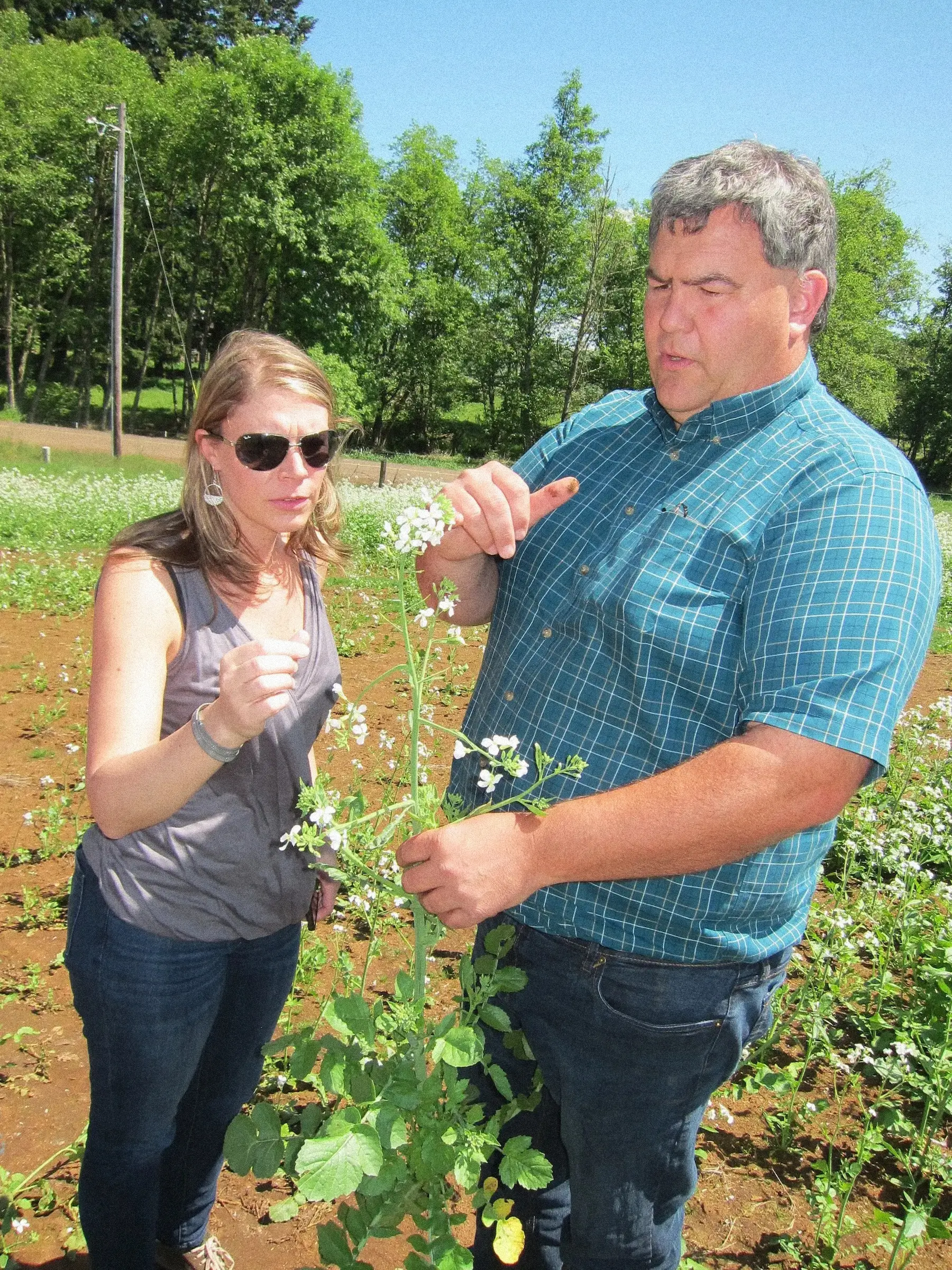 Two people inspecting meadowfoam flowers in a field to assess plant growth and seed quality