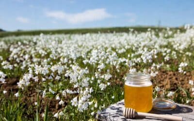 Best Meadowfoam Honey to Buy: Oregon’s Toasted Marshmallow Gourmet Treat