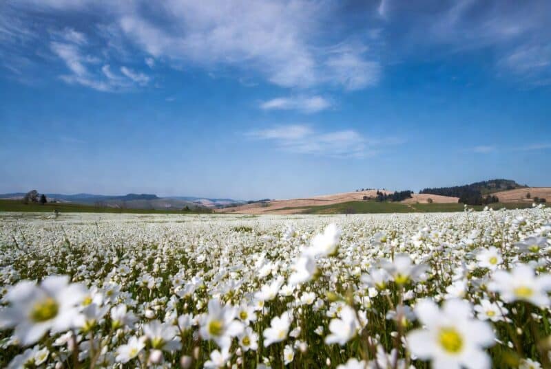 Vast field of white meadowfoam flowers in full spring bloom in Oregon’s Willamette Valley, sustainable local honey source and meadowfoam crop landscape